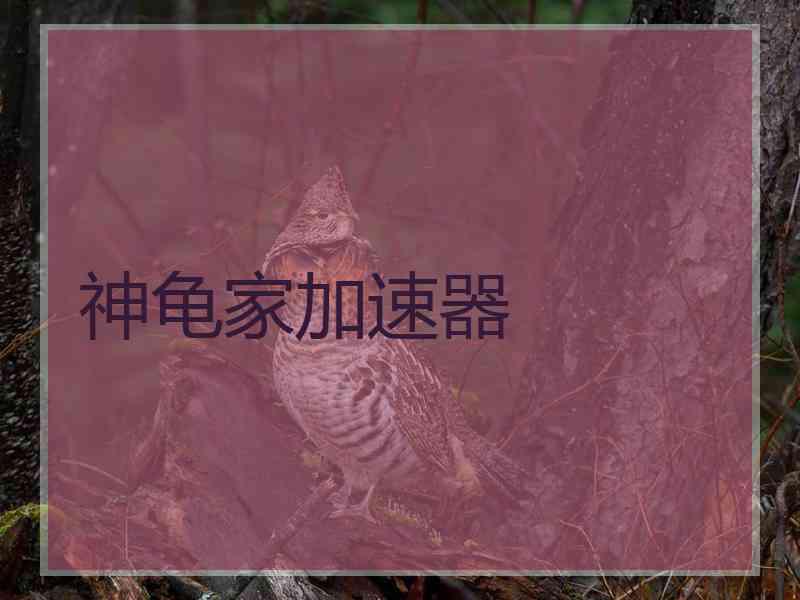 神龟家加速器