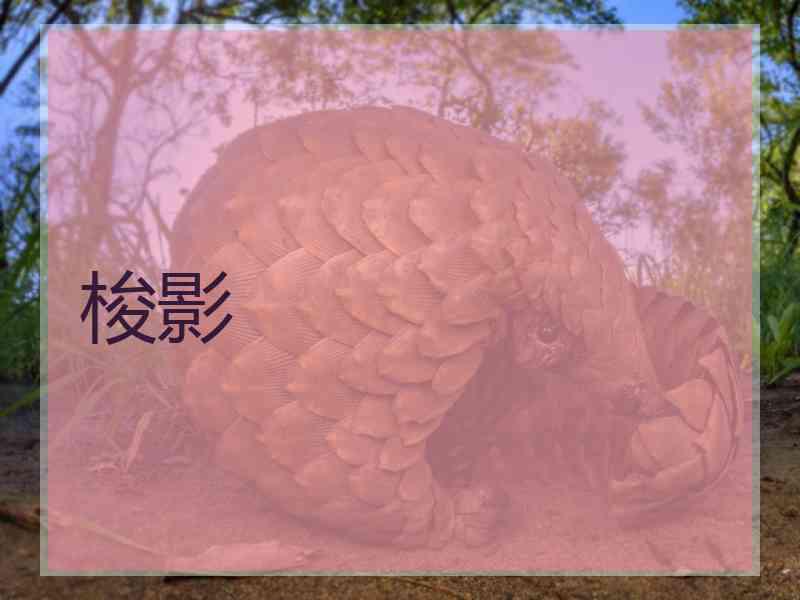 梭影